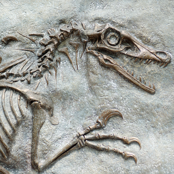 La plupart des fossiles trouvés par les chercheurs sont des dinosaures.