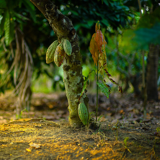 The Forastero is the world's most cultivated variety of cacao tree.