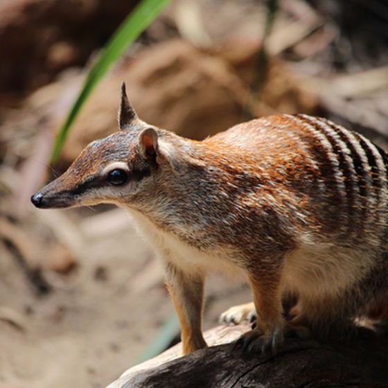 tes-le-numbat-est-capable-d-eventrer-les-termitieres