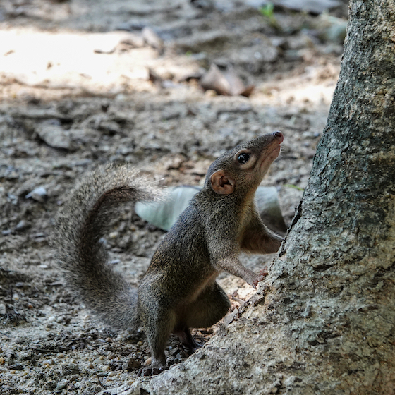 Rodents are able to detect their relatives by sniffing them out.