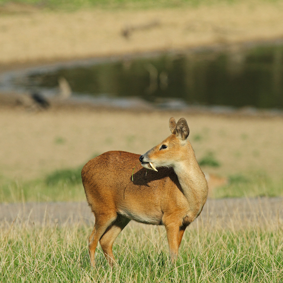Measuring just 1 cm (0.4 in.) high, the water deer’s antlers are hidden under its fur.