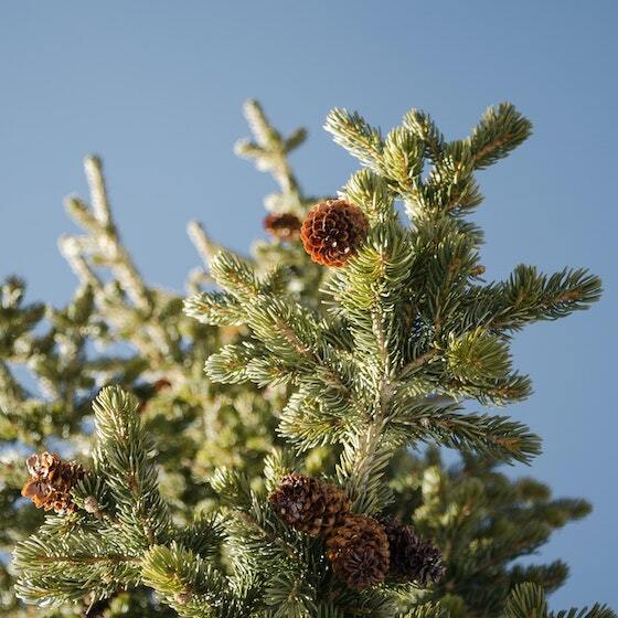 The resin from most conifers is highly flammable.