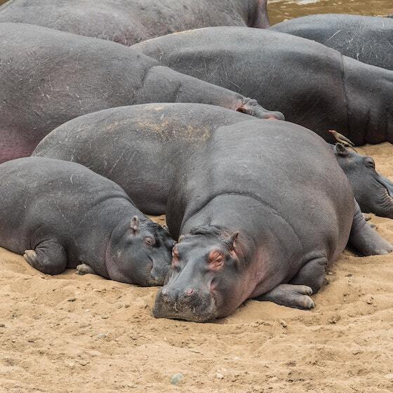 Bloat refers to a group of hippopotamuses.