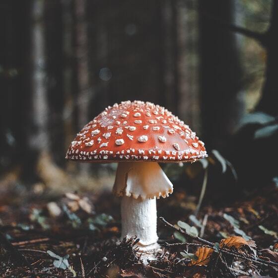 Mushrooms have no plant structure.