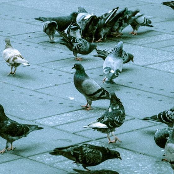 ird-watching-city