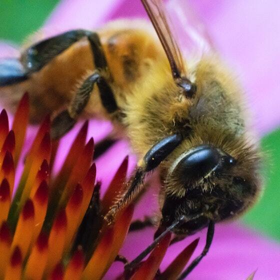 Only female bees can sting.