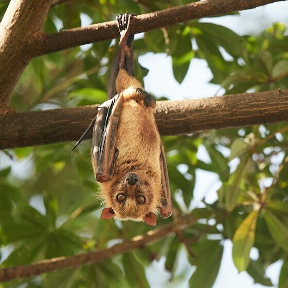 La majorité des chauves-souris doivent contracter leur larynx pour utiliser l’écholocalisation.