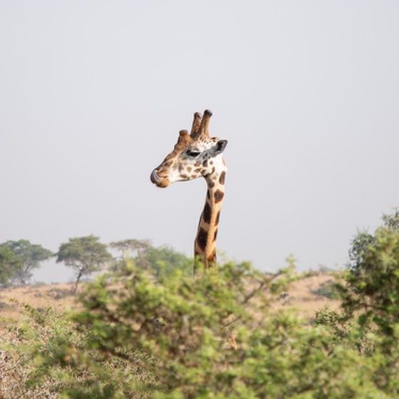 male-giraffes-usually-bite-fiercely-when-fighting-each-other