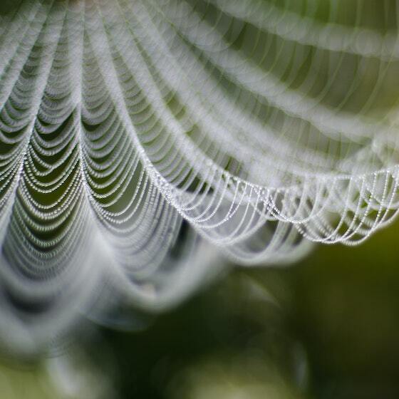 The thread that some spiders spin is stronger than steel. 