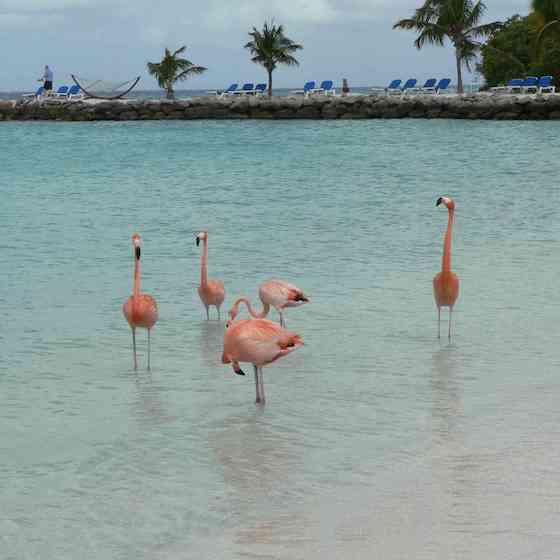 f-stunning-flamingos-is-open-to-the-public