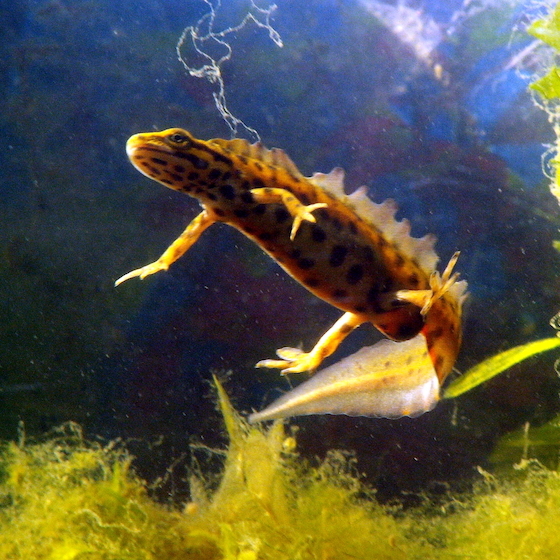 When in a land phase, newts are primarily active at night.