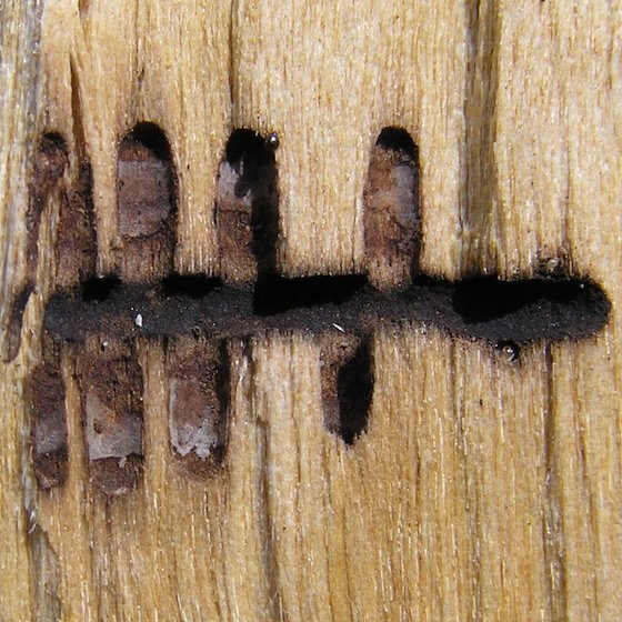 Woodboring beetle larvae love to eat the cellulose found in construction timber.