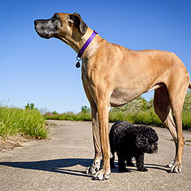 The Great Dane is not the world’s tallest breed of dogs.