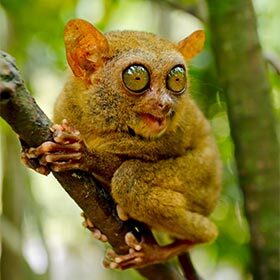 Un œil de tarsier est aussi gros que son cerveau.