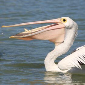 The Australian pelican can carry more than 2.6 gallons (10 l) of water.