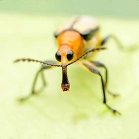Le sang des insectes est généralement de couleur rouge vin.
