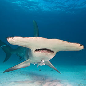 Hammerhead sharks eat other sharks.
