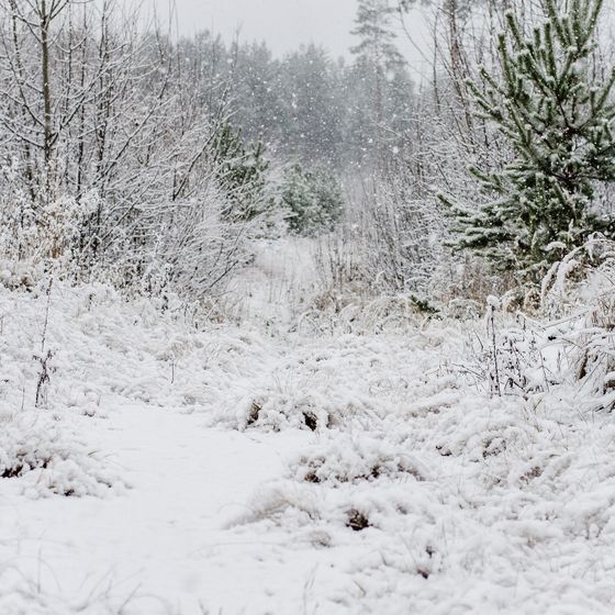 Snow can appear in shades of yellow or red. 