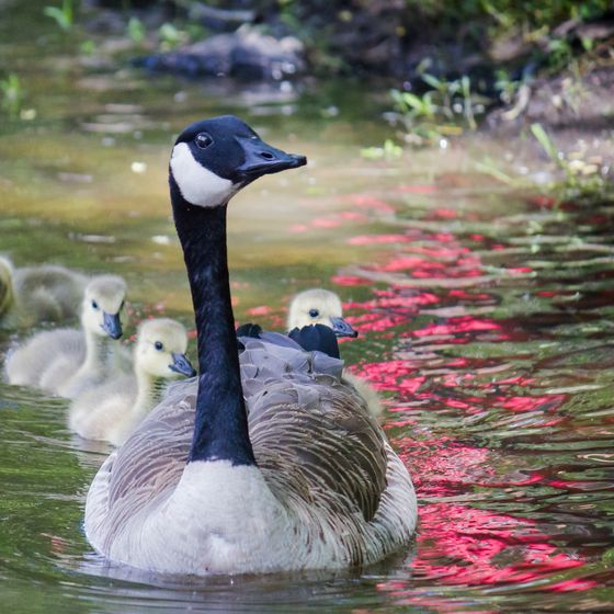 Female Canada geese sit on their eggs for 12 to 18 days.