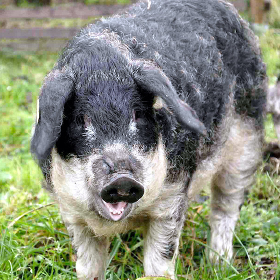 certains_cochons_muent__