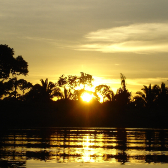 La forêt pluviale amazonienne compte pour environ la moitié de toutes les forêts pluviales encore existantes sur Terre.