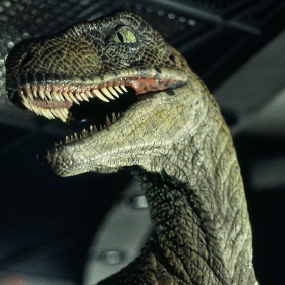 Les vélociraptors de Jurassic Park ont été modelés à partir du Deinonychus, un dinosaure découvert par le paléontologue John Ostrom.