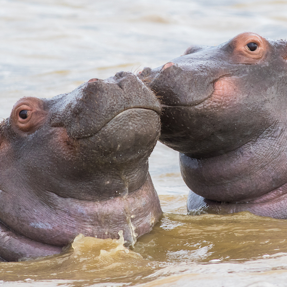Les hippopotames ont un rituel unique : ils offrent de la nourriture à leur partenaire pour les exciter.