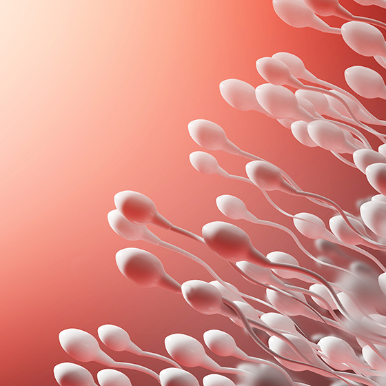 On average, there are 100 million sperm per millilitre of semen.