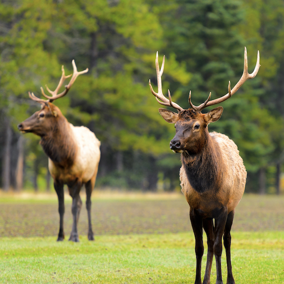 En langue shawnee, wapiti signifie « croupe blanche ».
