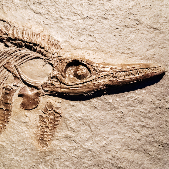 La plupart des fossiles de dinosaures sont trouvés près de plans d’eau (ou d’anciens plans d’eau).