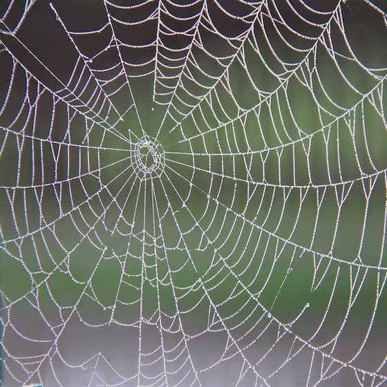La toile d'une araignée est un outil de communication complexe dont les différents types de soie indiquent les besoins propres à sa créatrice.