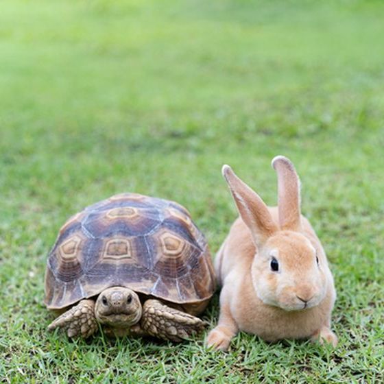 maux-se-livrent-a-une-course-que-la-tortue-finira-par-remporter