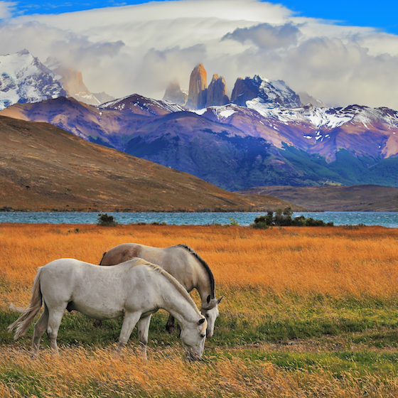 La cordillère Darwin, une chaîne de montagnes en Patagonie, abrite une des dernières et des plus grandes troupes de chevaux sauvages au monde.