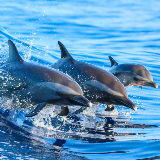Le dauphin utilise sa nageoire pour capter les sons sous l’eau.