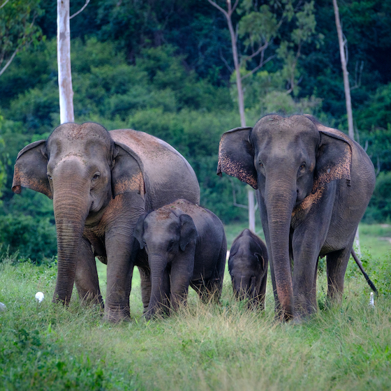 Elephant herds are led by a matriarch.