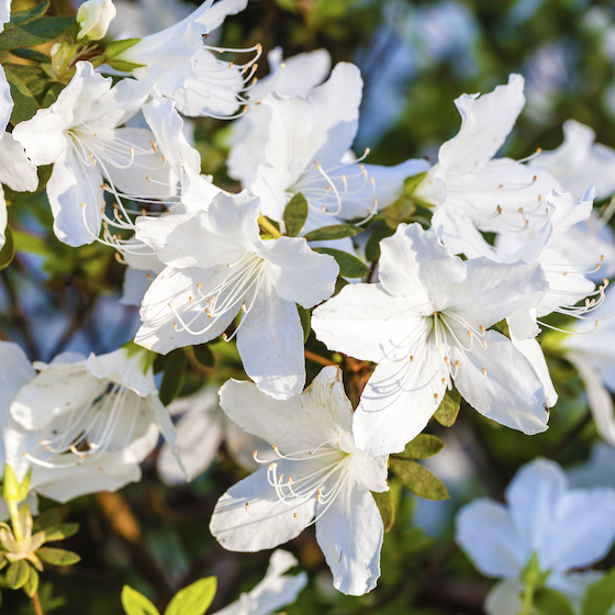 Azaleas are also known as rhododendrons.