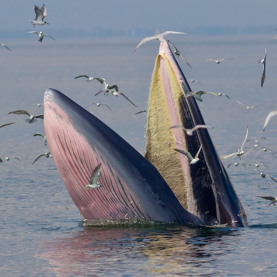 Il n’y a aucune erreur dans : « Pour voir, tel Jonas, les fanons des baleines »