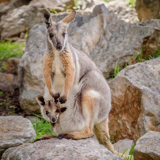 -adult-wallabies-have-no-known-predators