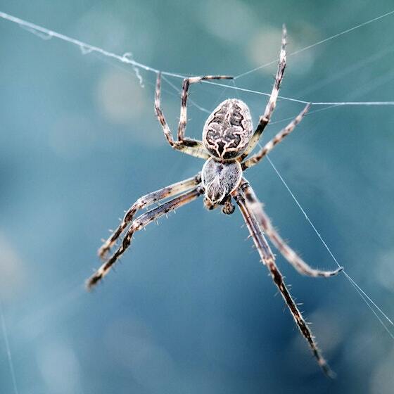Spiders are part of the same large class as scorpions and mites.