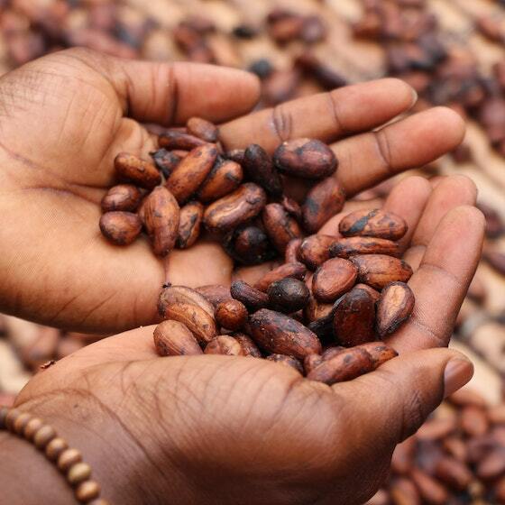 As cocoa beans dry, the interior humidity drops from 70% to 7%.