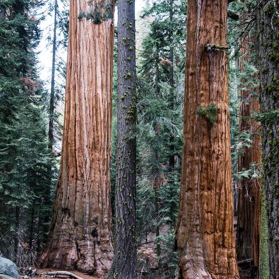 The tallest sequoias in the world reach heights of 50 m (165 ft.).