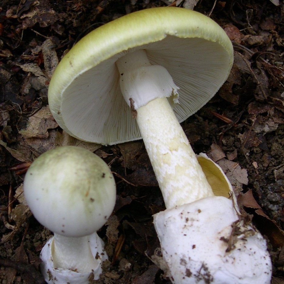 L’amanite phalloïde est l’un des champignons les plus meurtriers au monde.