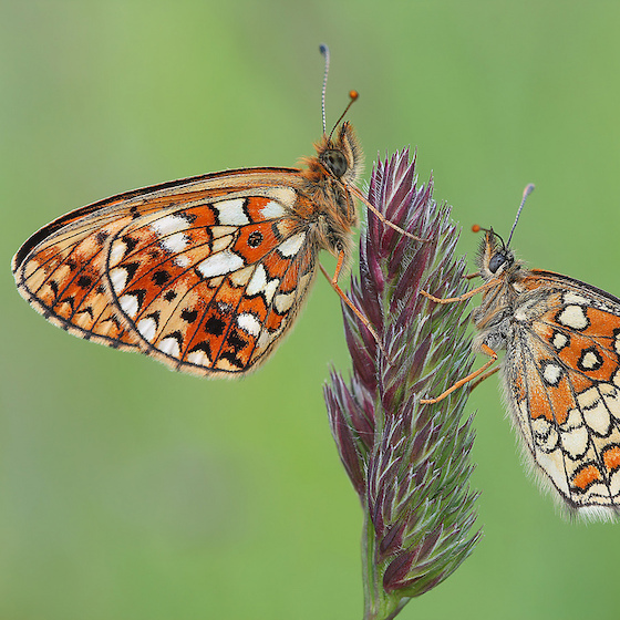 The fastest butterflies can attain flight speeds of up to 30 km/h (19 mph).