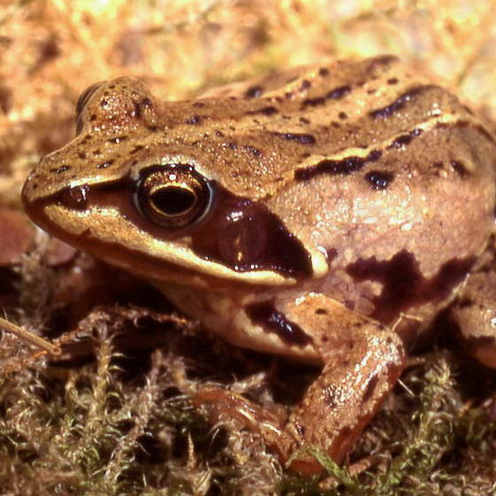 Several northern species of amphibians hibernate in winter.