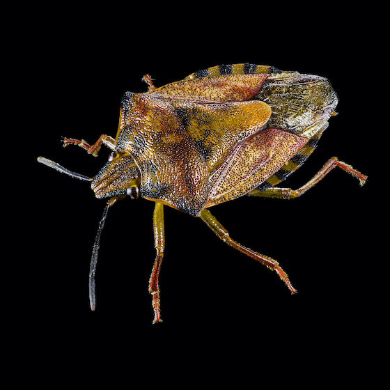 A stinkbug bite can trigger an allergic reaction in some people.