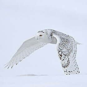 The snowy owl relies on its hearing ability to hunt.