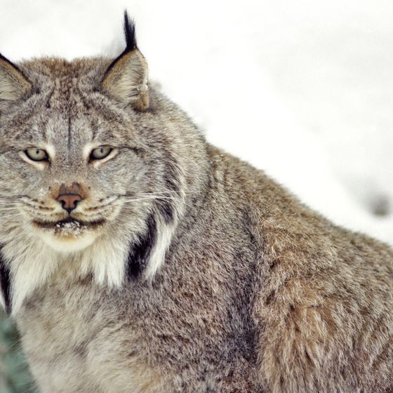 La proie favorite du lynx du Canada est le lièvre d’Amérique.