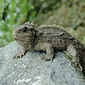 Le sphénodon, aussi appelé hattéria, résiste mal aux froids. Il meurt si la température chute à 8 °C (46 °F).
