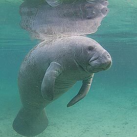 The digestive system of the manatee measures between 33 and 39 ft. (10 and 12 m).