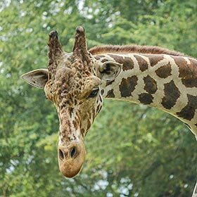 The giraffe neck weighs about 600 lb. (270 kg).